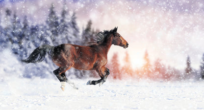 Brown Horse Running on Snow Print 100% Australian Made