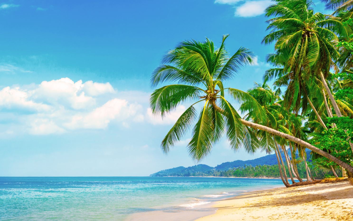 Plam Trees Near Sea Scenery View Home Decor Premium Quality Poster Print Choose Your Sizes