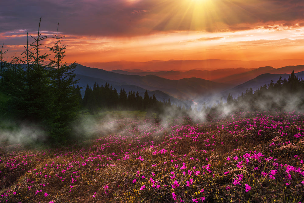 Sunset View From a Misty Peony Flower Field Print 100% Australian Made