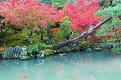 Red Leaves Tree Near a Lake Print 100% Australian Made