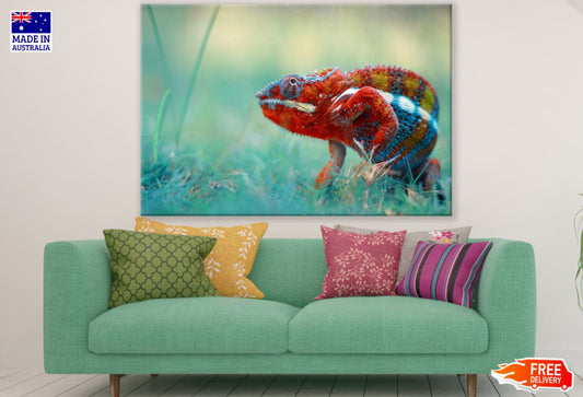 Colorful Chameleon Photograph Print 100% Australian Made