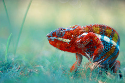 Colorful Chameleon Photograph Print 100% Australian Made