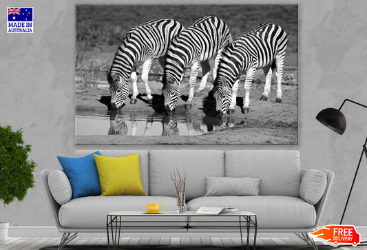Zebras Drinking Water B&W Photograph Print 100% Australian Made