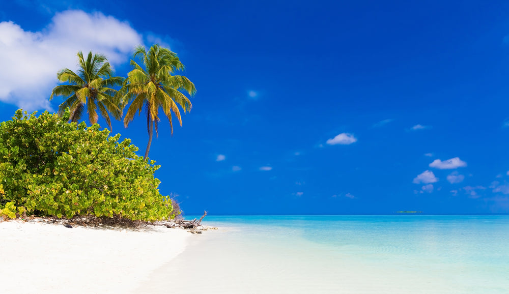 Stunning Beach with Tree & Bush Photograph Print 100% Australian Made