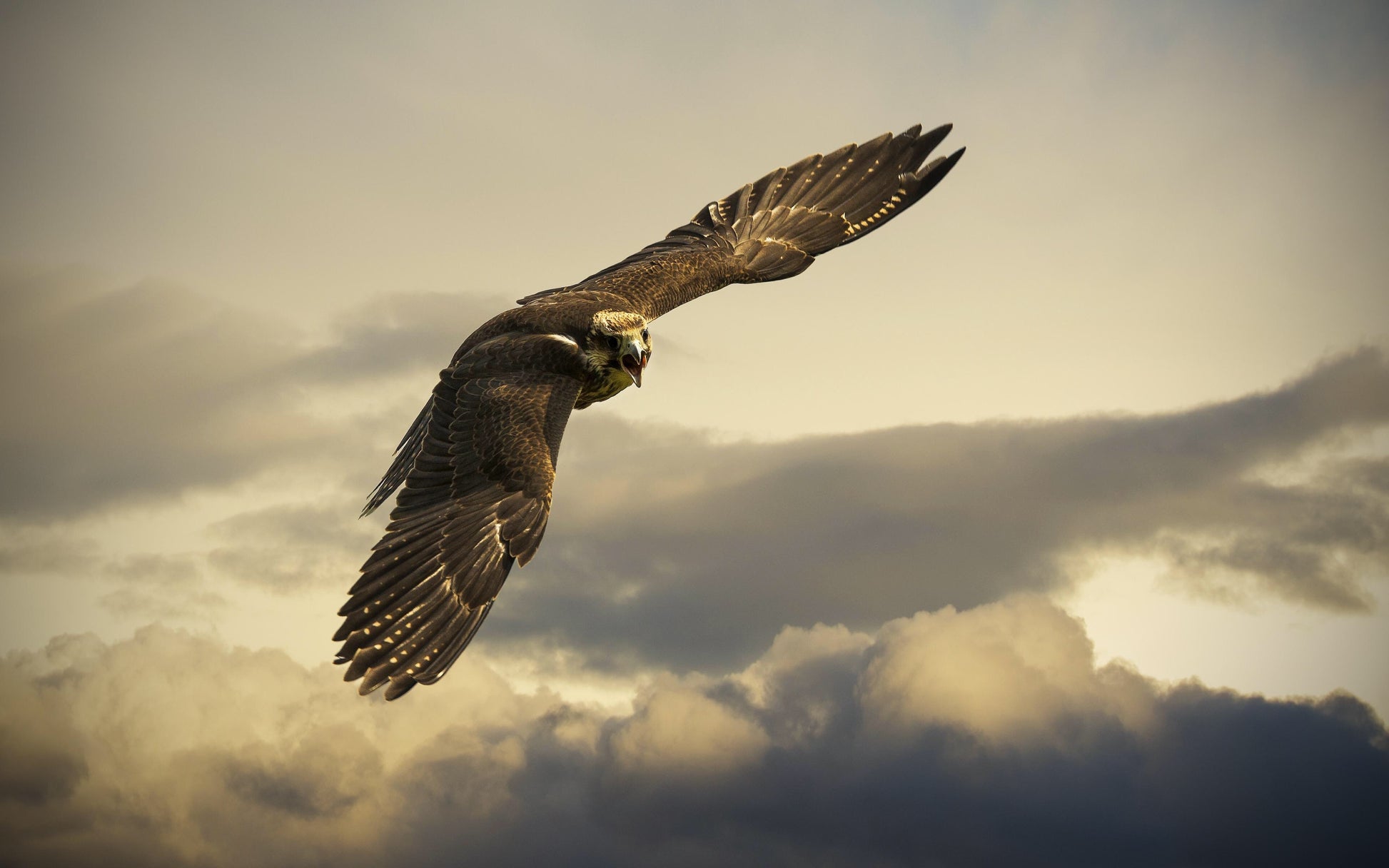 Eagle Flying Photograph Print 100% Australian Made