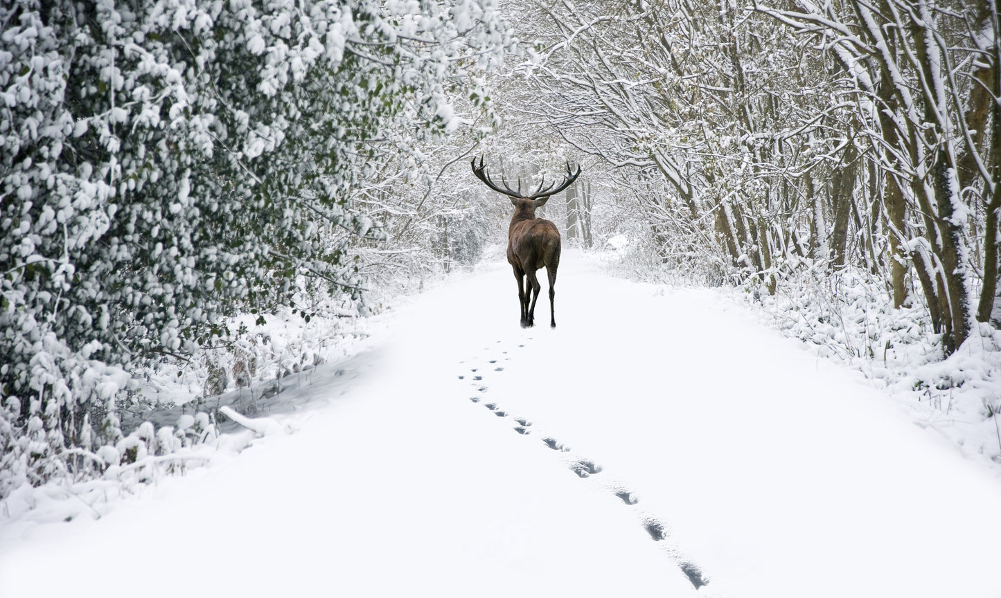 Deer in Snow Covered Forest Photograph Home Decor Premium Quality Poster Print Choose Your Sizes