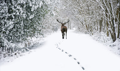 Deer in Snow Covered Forest Photograph Home Decor Premium Quality Poster Print Choose Your Sizes
