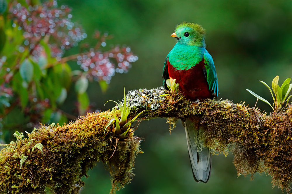 Colourful Bird on a Branch Photograph Print 100% Australian Made