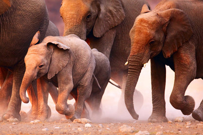 Elephants Running Photograph Print 100% Australian Made