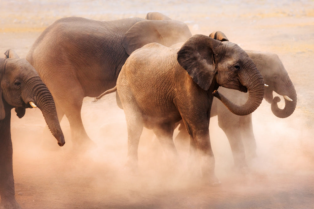 Elephants Running on Sand Photograph Print 100% Australian Made