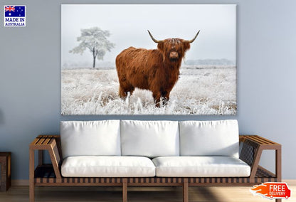 Highland Cow on Meadow Photograph Print 100% Australian Made