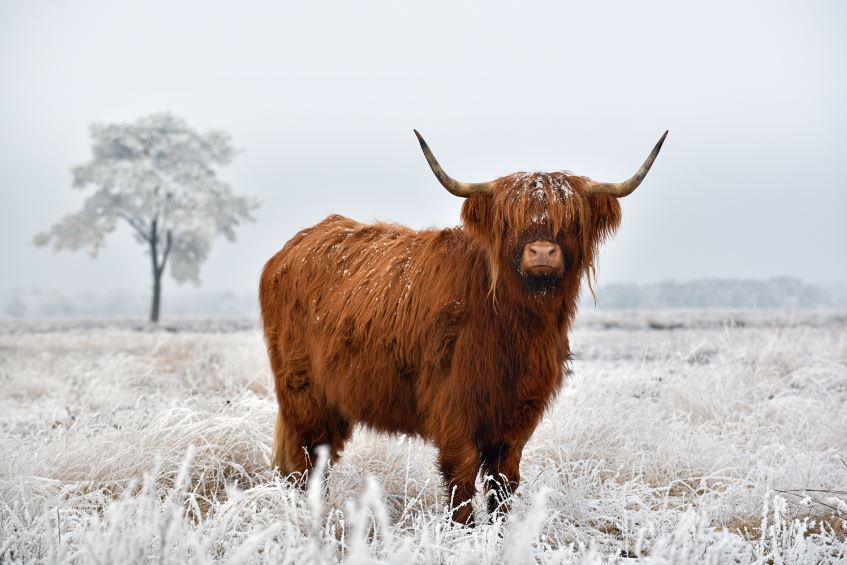 Highland Cow on Meadow Photograph Print 100% Australian Made