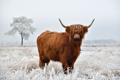Highland Cow on Meadow Photograph Print 100% Australian Made