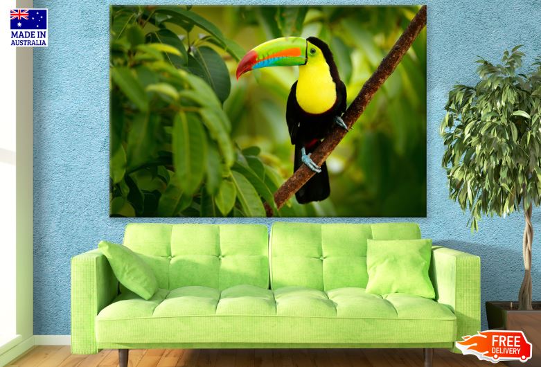 Keel-billed Toucan Bird on a Tree Photograph Print 100% Australian Made