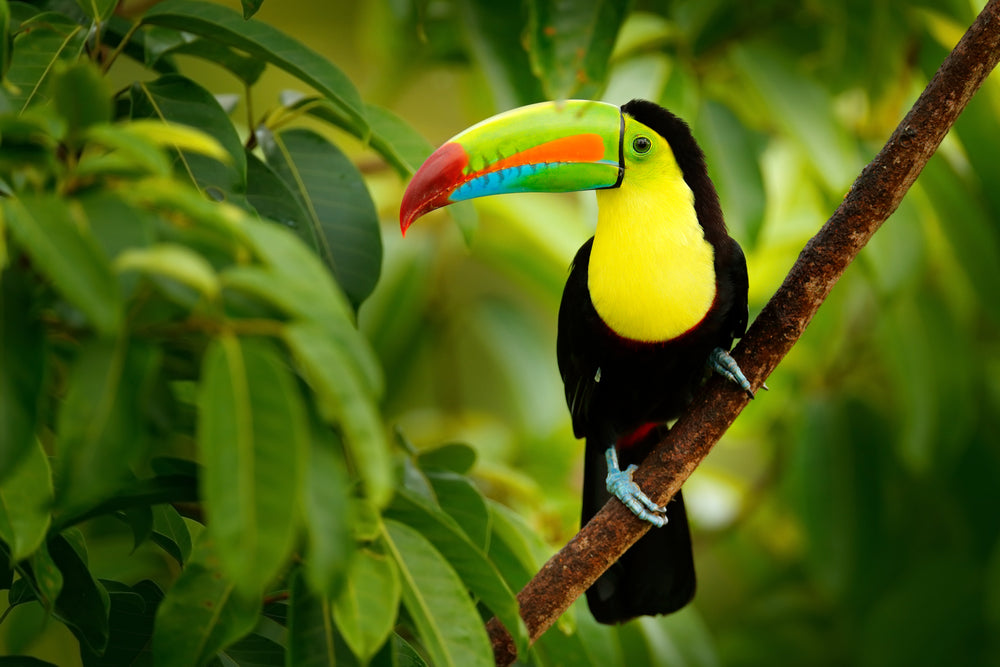 Keel-billed Toucan Bird on a Tree Photograph Print 100% Australian Made