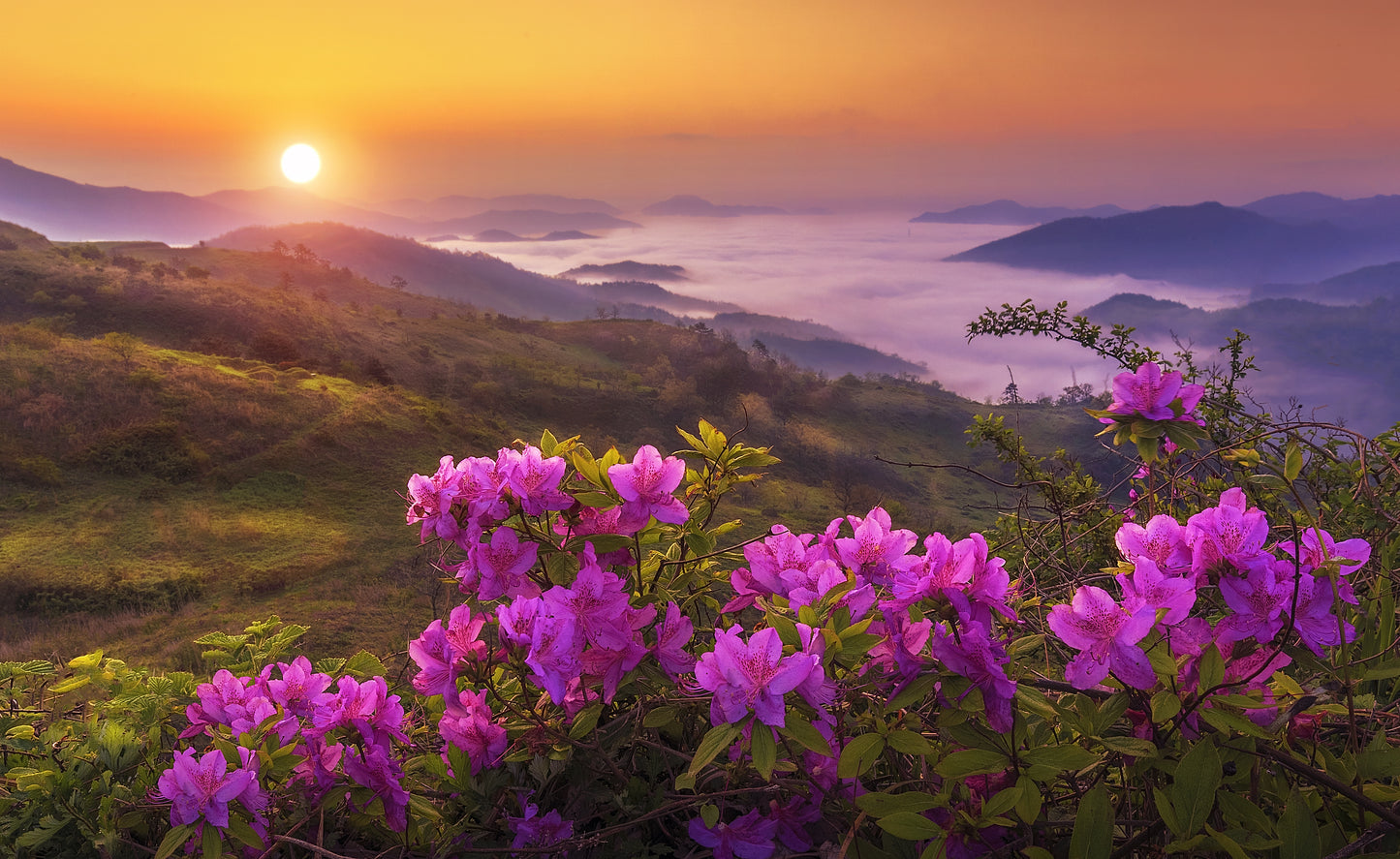 Mountain Landscape with Flowers on Sunrise Photograph Print 100% Australian Made