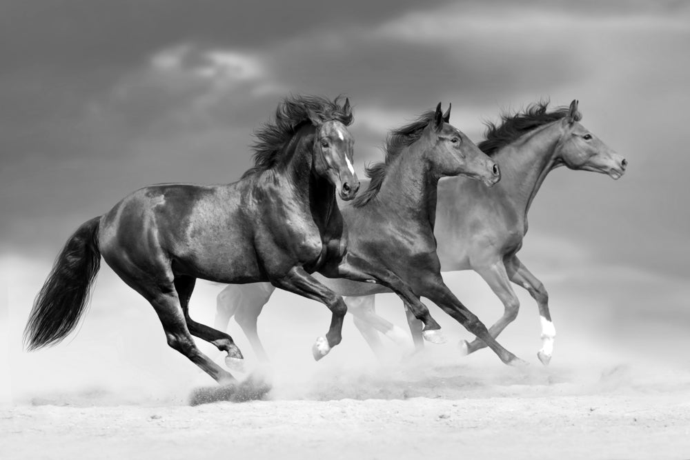 Three Horses Running B&W Print 100% Australian Made