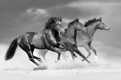 Three Horses Running B&W Print 100% Australian Made