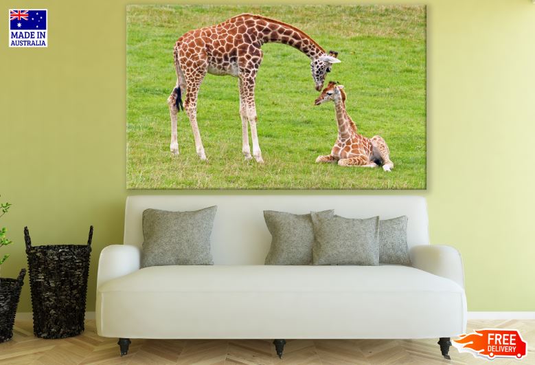 Giraffe & Calf Portrait Photograph Print 100% Australian Made