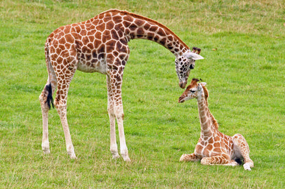Giraffe & Calf Portrait Photograph Print 100% Australian Made