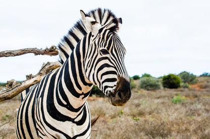 Zebra Portrait Photograph Print 100% Australian Made