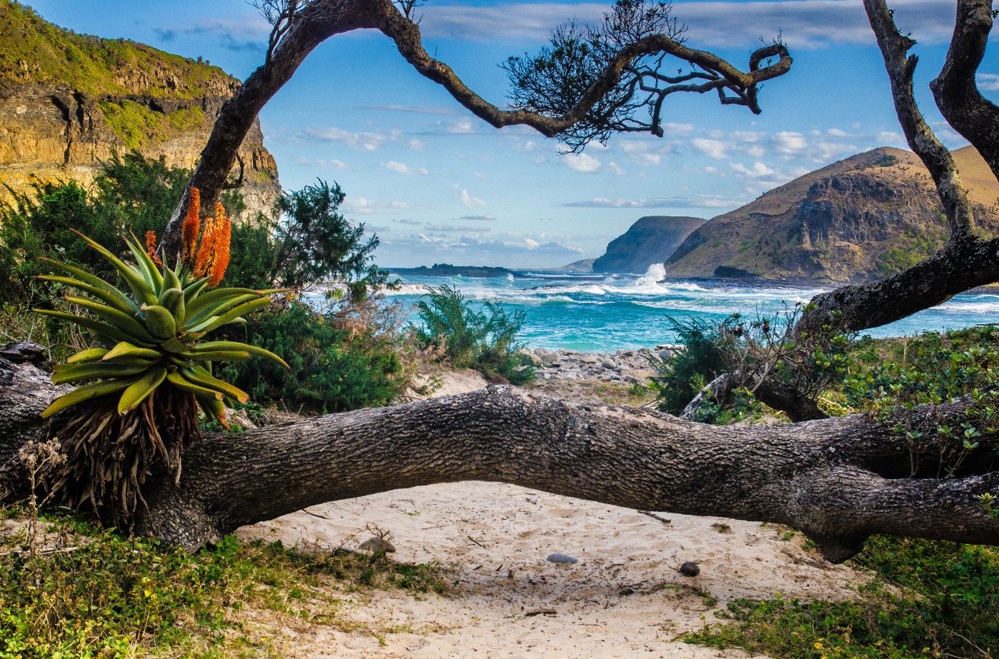 Tropical Plants and Trees on Coffee Bay, Eastern Cape, South Africa Photograph Print 100% Australian Made