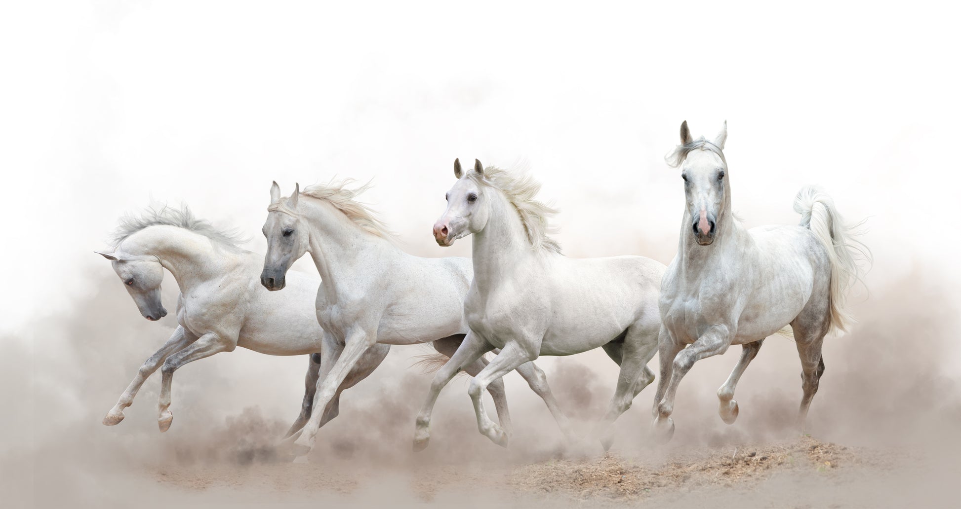 White Horses Running on Desert Print 100% Australian Made