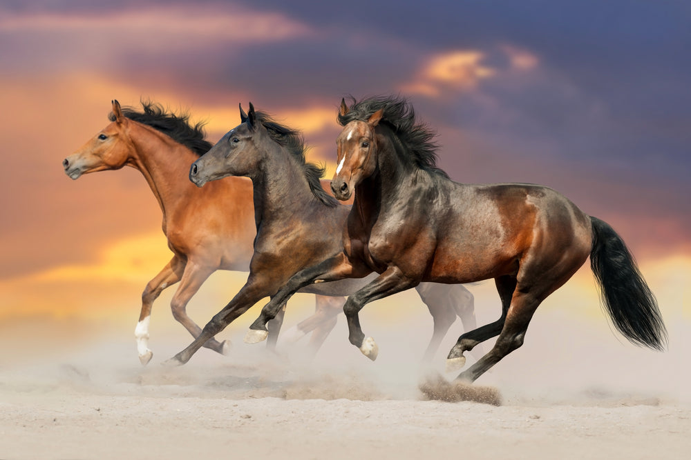 Running Horses Photograph Print 100% Australian Made