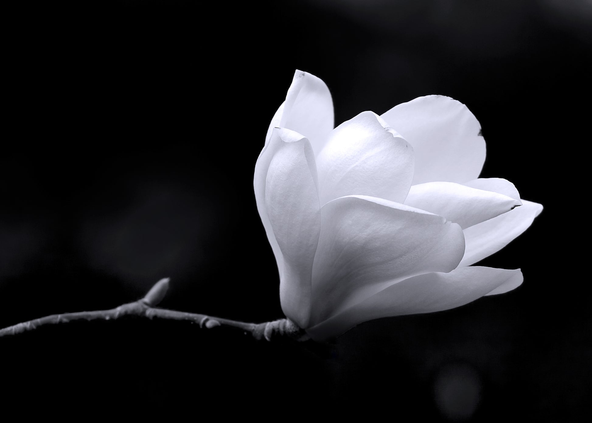 Small White Flower Closeup Photograph Print 100% Australian Made