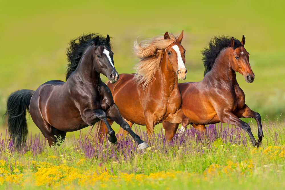 Horse Nature Print 100% Australian Made