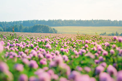 Flower Field Scenery Photograph Home Decor Premium Quality Poster Print Choose Your Sizes
