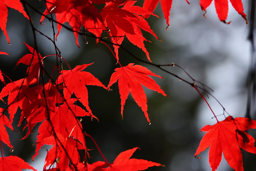 Red Leaves Tree Closeup Photograph Home Decor Premium Quality Poster Print Choose Your Sizes