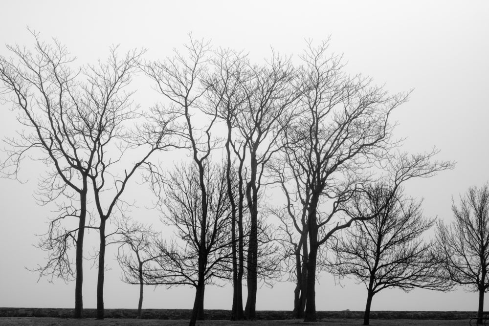 Dead Tree B&W Photograph Print 100% Australian Made