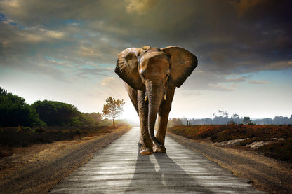 Elephant Walking on Road Photograph Print 100% Australian Made