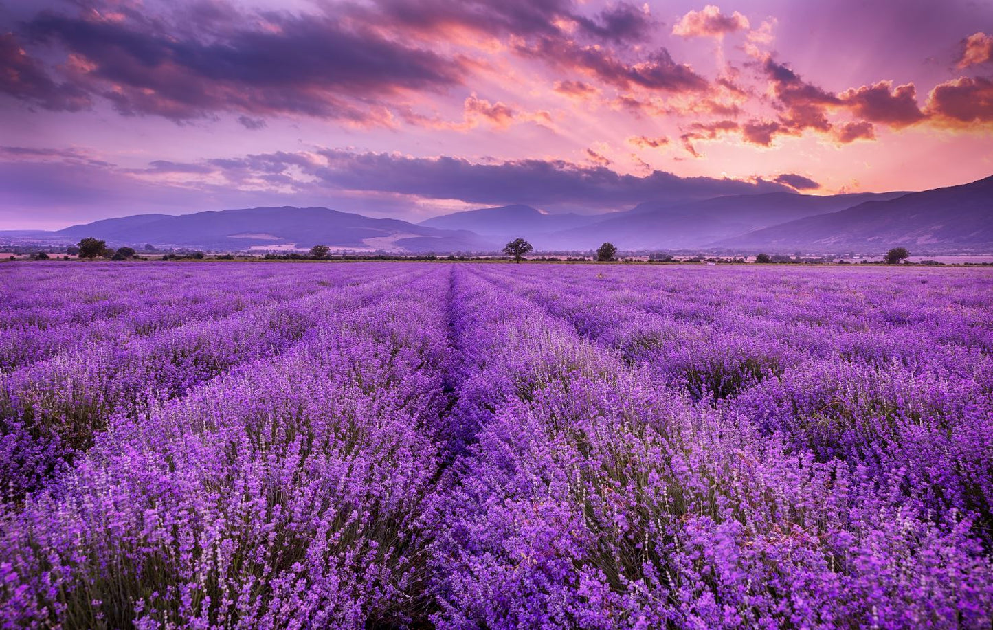 Lavender Flower Field Photograph Home Decor Premium Quality Poster Print Choose Your Sizes
