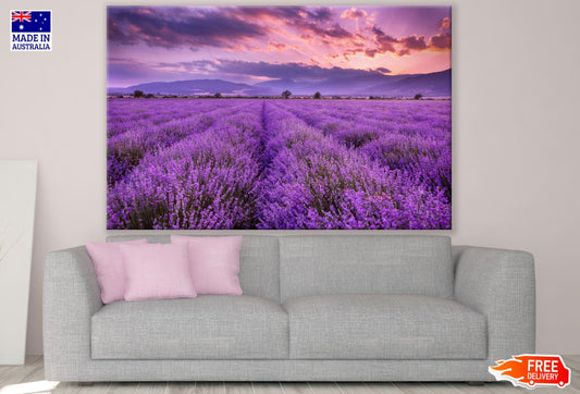 Lavender Flower Field Photograph Print 100% Australian Made