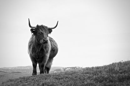 Highland Cow Standing B&W Print 100% Australian Made