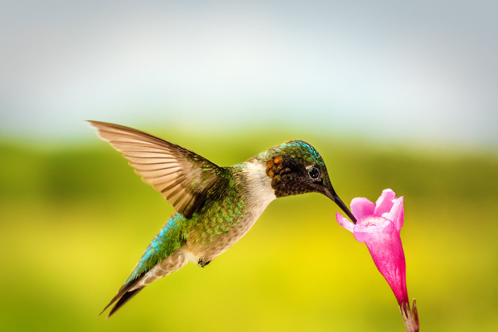 Humming BIrd Drinking Nectar From Flower Print 100% Australian Made