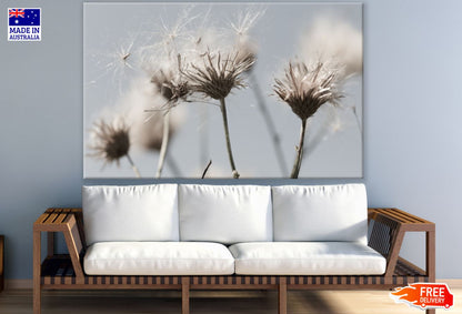 Dandelion Flowers Closeup Photograph Print 100% Australian Made