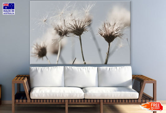 Dandelion Flowers Closeup Photograph Print 100% Australian Made