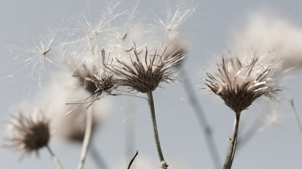 Dandelion Flowers Closeup Photograph Print 100% Australian Made