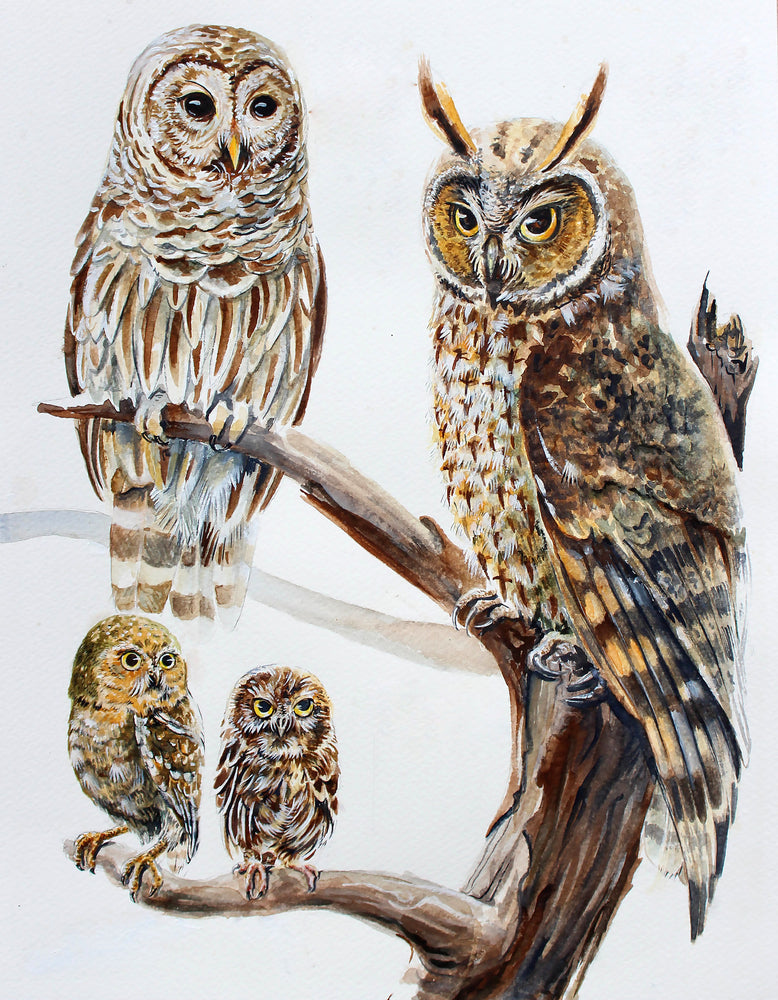 Owls Sitting on A Tree Painting Print 100% Australian Made