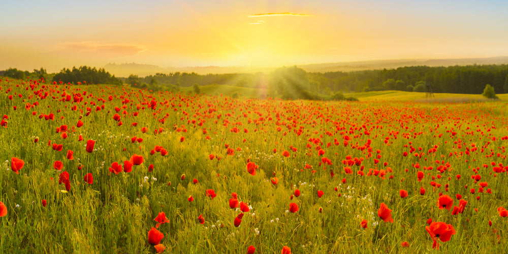 Poppy Field Sunrise Photograph Print 100% Australian Made