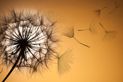 Dandelion Closeup Photograph Print 100% Australian Made