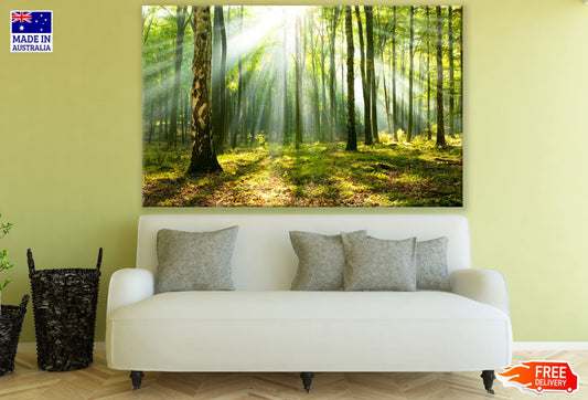 Sunrays in Forest Photograph Print 100% Australian Made