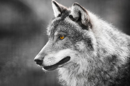 Wolf Portrait B&W Photograph Print 100% Australian Made