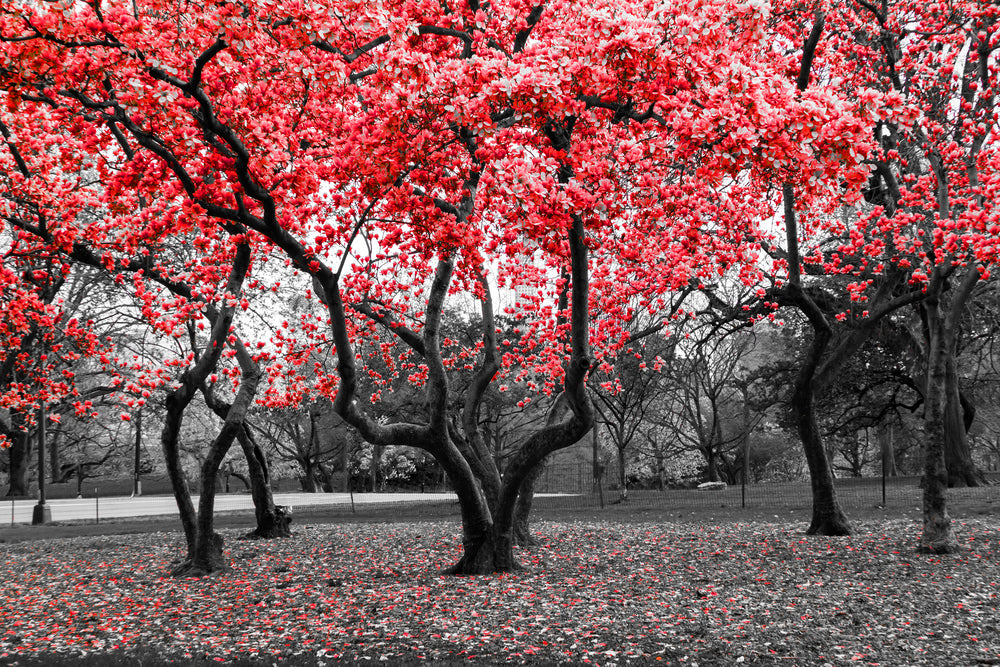 Red Leaves Forest Photograph Home Decor Premium Quality Poster Print Choose Your Sizes
