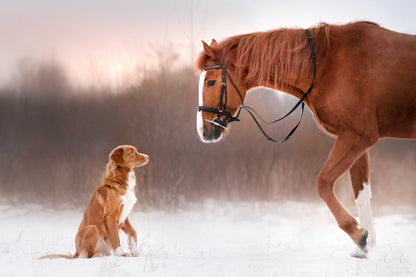 Horse & Dog Looking Each other On Snow Print 100% Australian Made