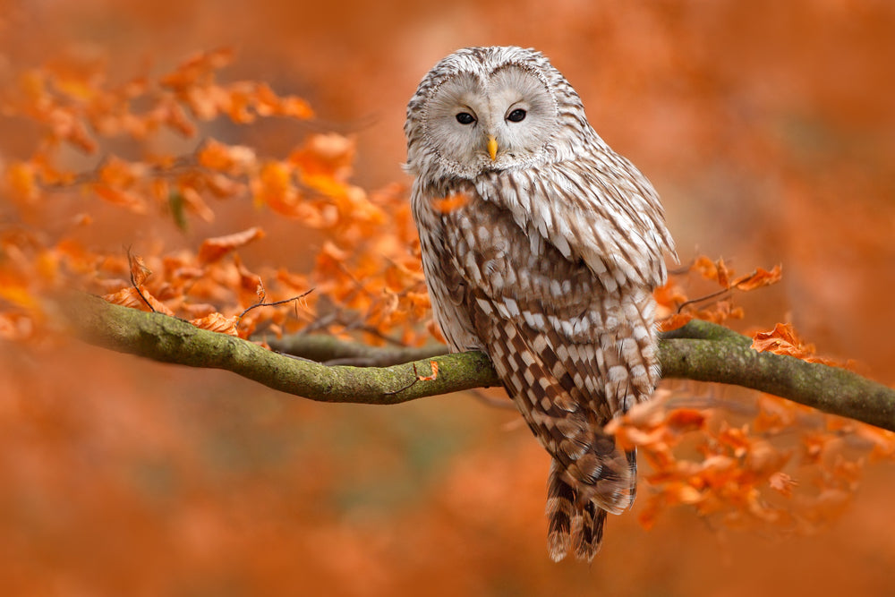 Owl Sitting On an Autumn Tree Branch Photograph Print 100% Australian Made