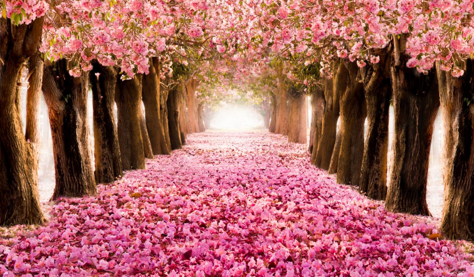 Blossom Tree Park Photograph Print 100% Australian Made